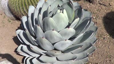 Agave parryi